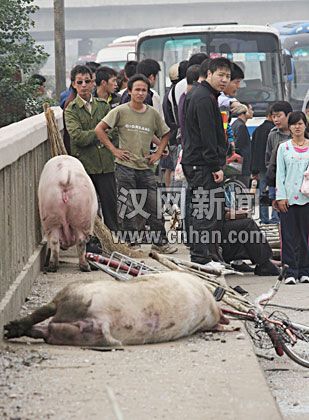 运猪车遇车祸10头肥猪炮弹飞向护栏(组图)