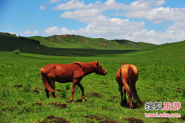 张北坝上 风吹白草天无际