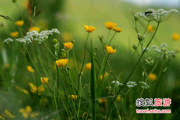 木兰围场－赛罕坝 被皇帝溺爱的草原