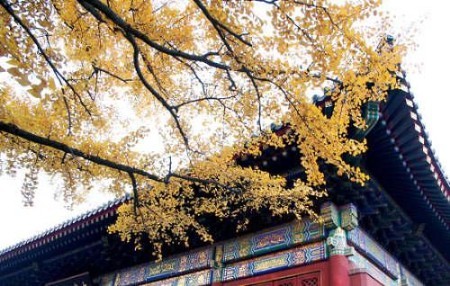 京秋最后的金黄诱惑 踏最美银杏林赏叶(图)(3)