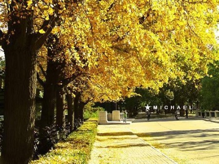 京秋最后的金黄诱惑 踏最美银杏林赏叶(图)(4)