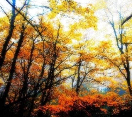 “枫”景四川独好 覆盖全川自驾游线路(6)