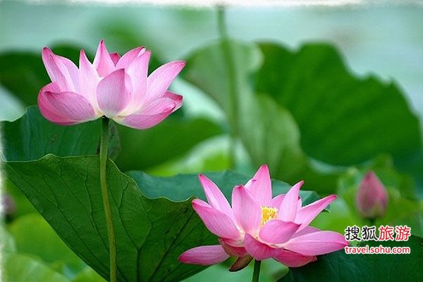 白洋淀&爨底下村