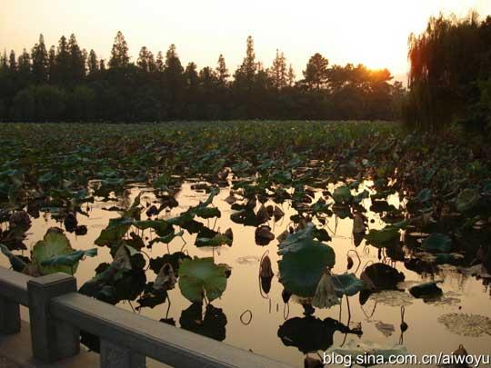 西湖残荷伴残阳
