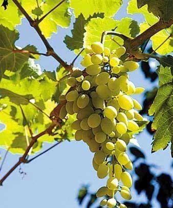 丝绸之路自驾游 从飞天敦煌到吐鲁番瓜果飘香 (4)