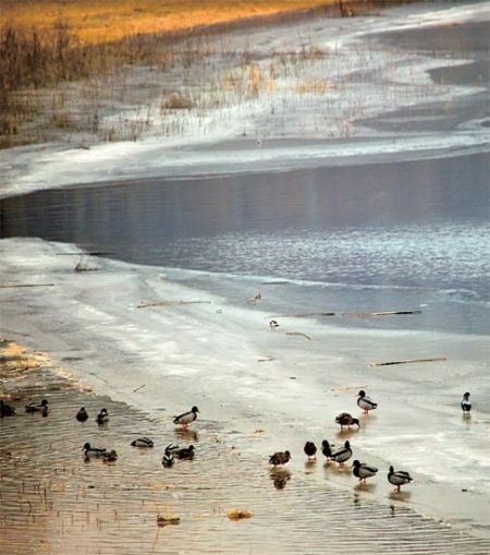五彩世界的净土 国内各大湿地观鸟指南