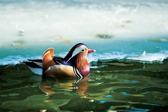 五彩世界的净土 国内各大湿地观鸟指南