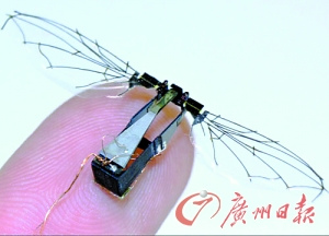 世界首款“机器苍蝇”试飞体重只有80毫克（图）